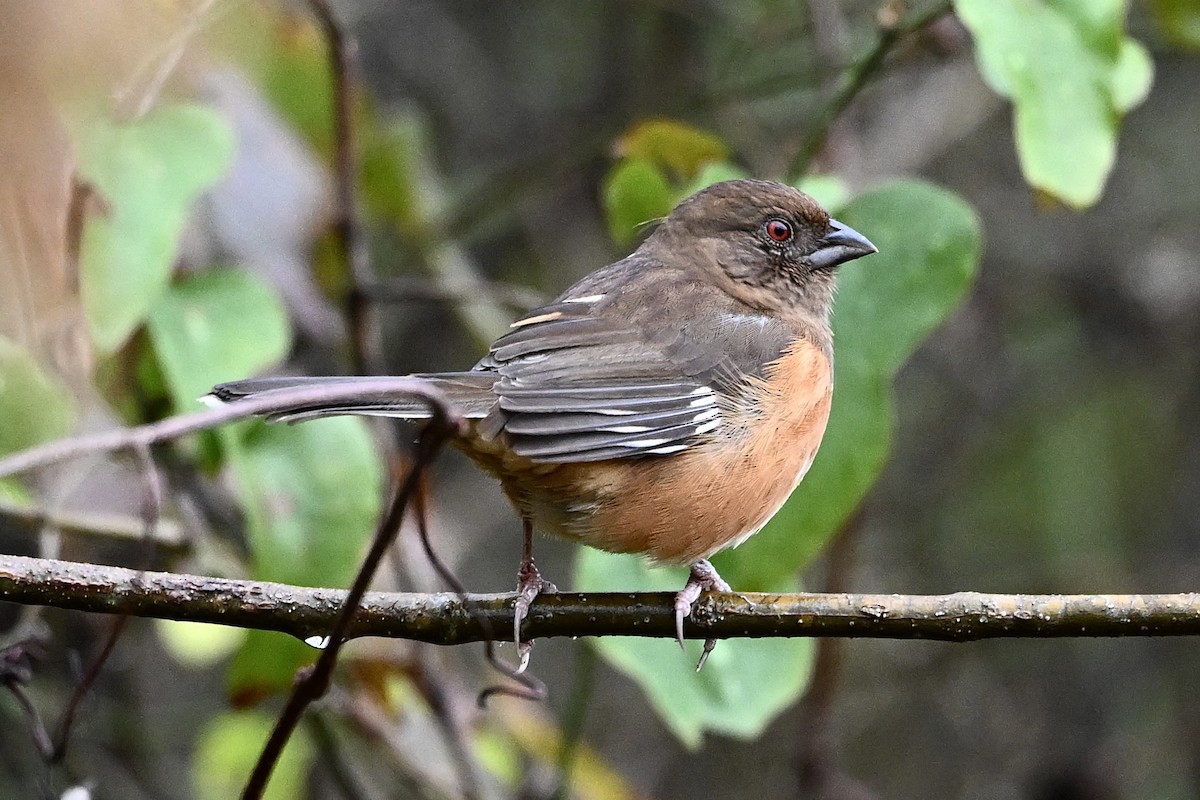 pipilo rudooký - ML646251478