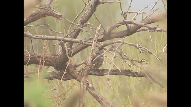 Ferruginous Pygmy-Owl - ML646251480