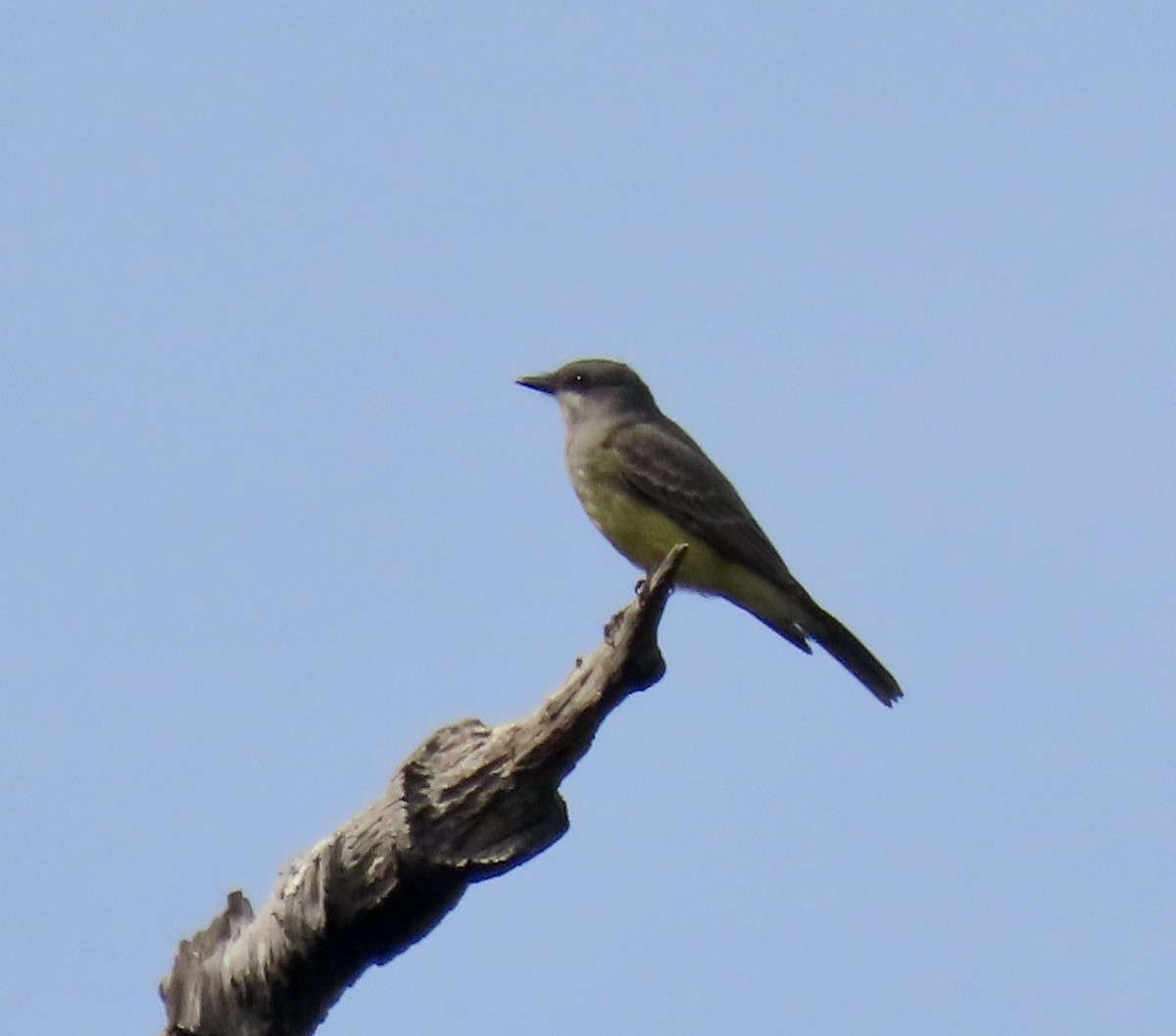 Cassin's Kingbird - ML646251481
