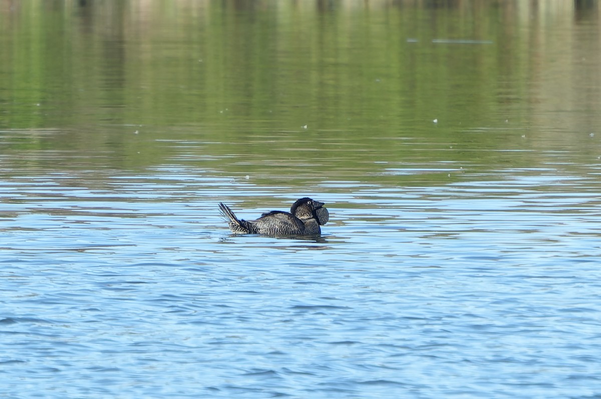 Musk Duck - ML646251484