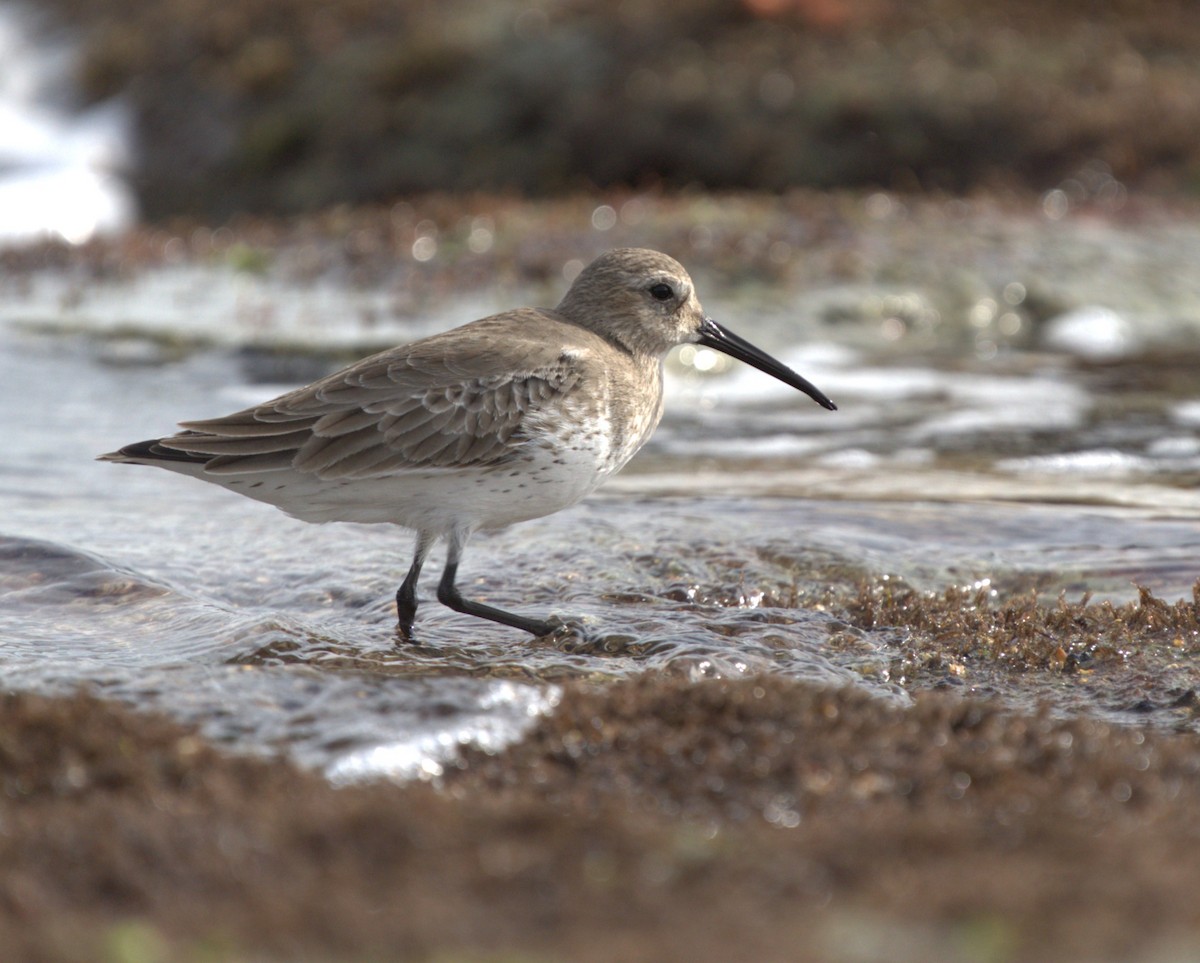 Dunlin - ML646251487