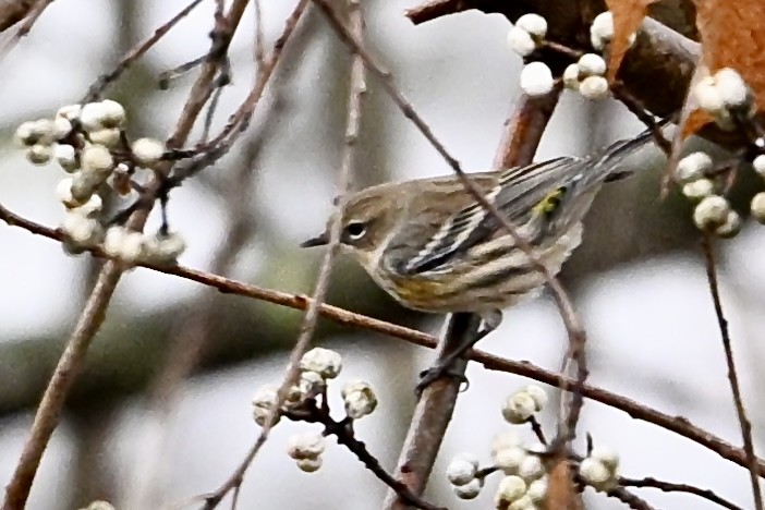 lesňáček žlutoskvrnný - ML646251489