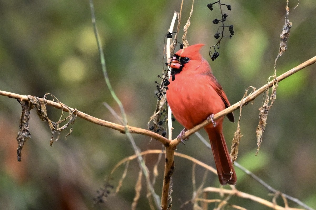 kardinál červený - ML646251496