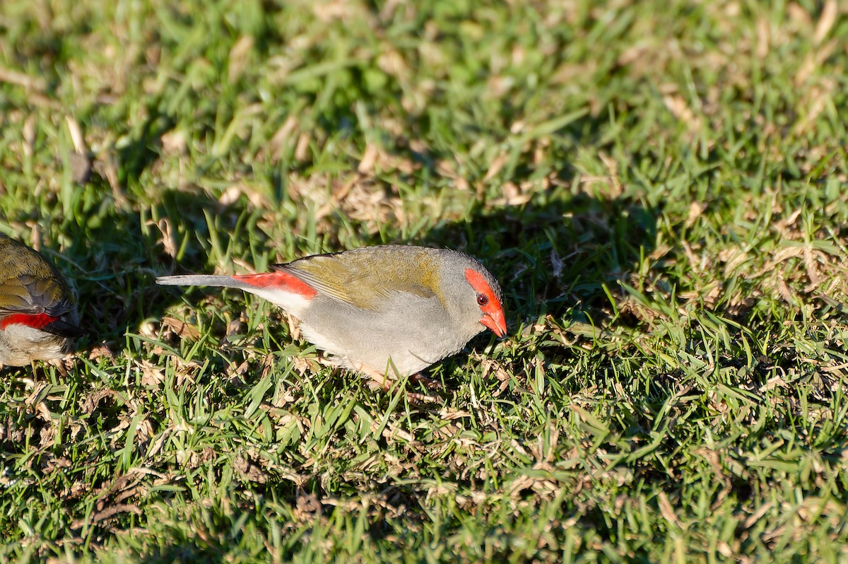 Red-browed Firetail - ML646251506
