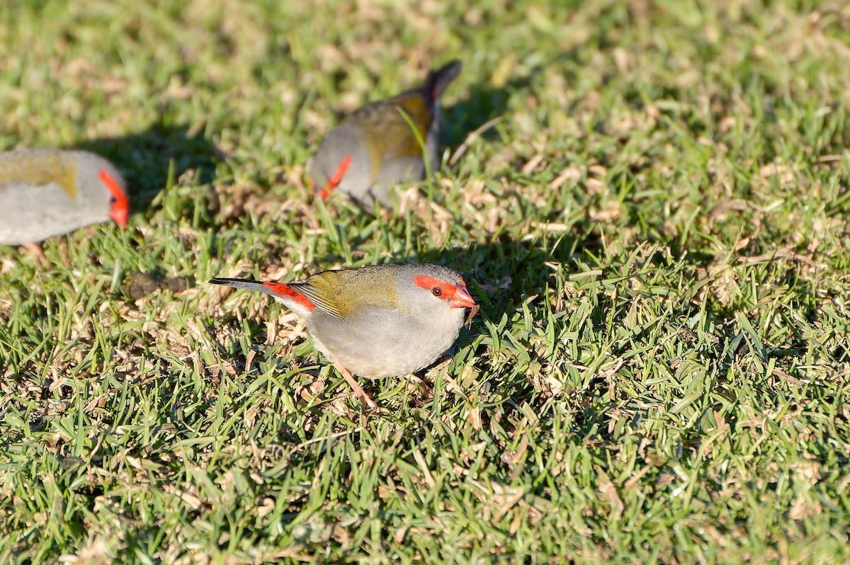 Red-browed Firetail - ML646251507