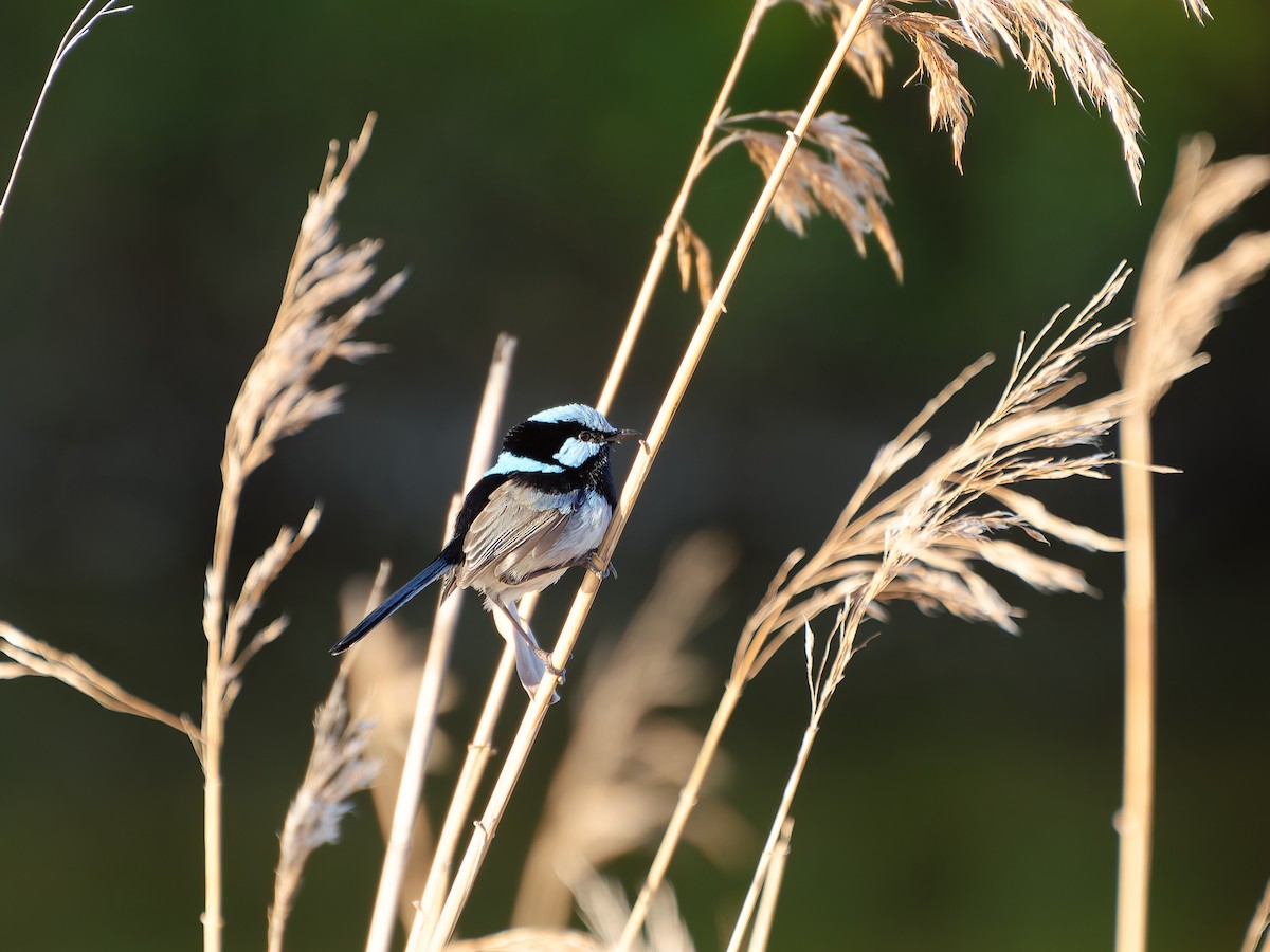 Superb Fairywren - ML646251512