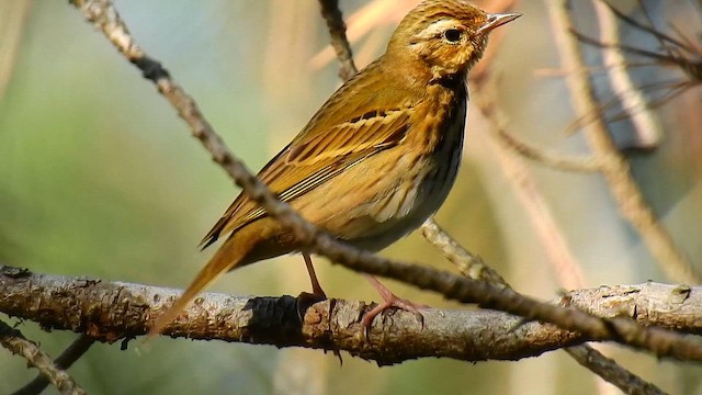 Olive-backed Pipit - ML646251513