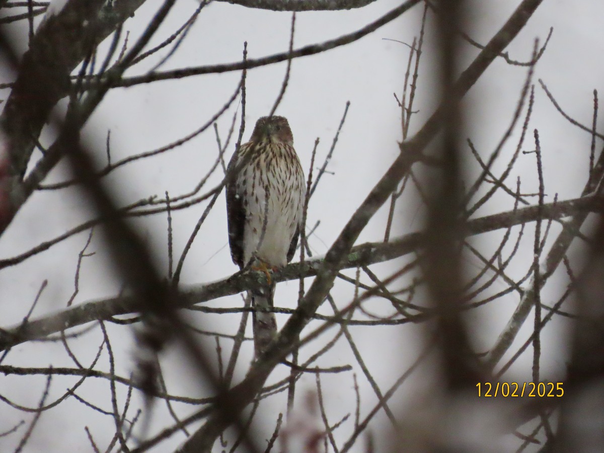 Cooper's Hawk - ML646251523