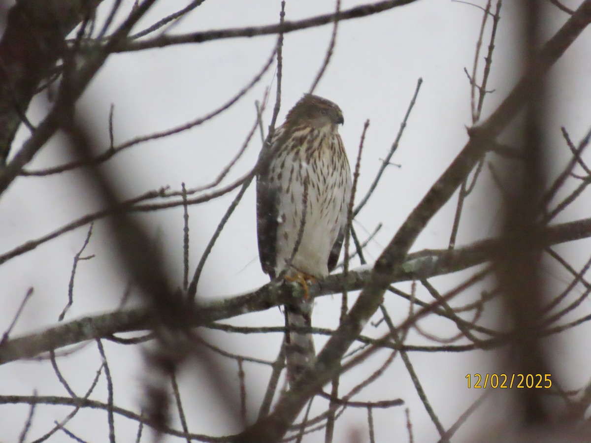 Cooper's Hawk - ML646251525