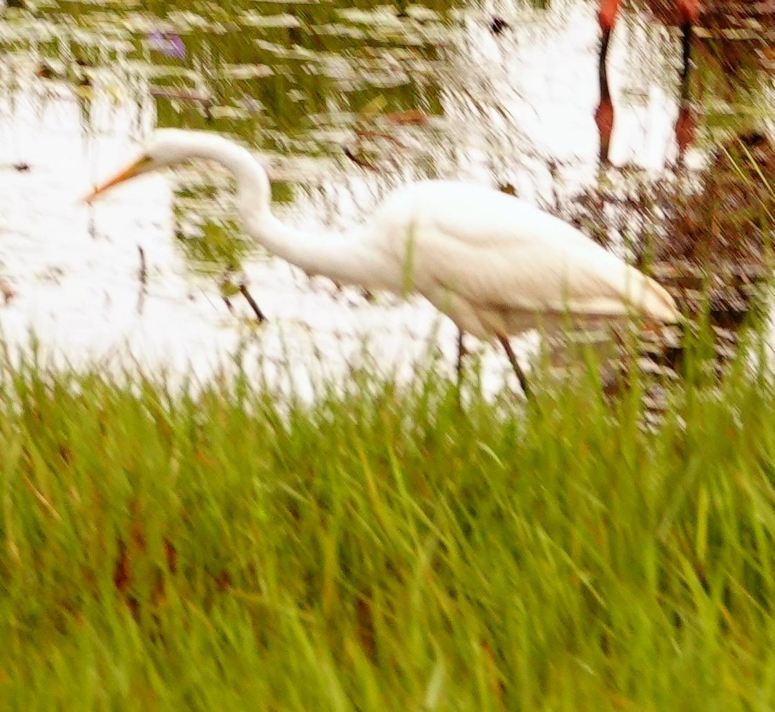 Yellow-billed Egret - ML646251531