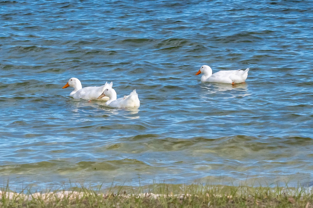 Mallard (Domestic type) - ML646251532