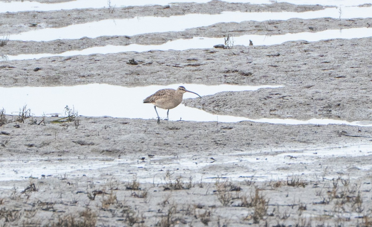 חרמשון אמריקאי - ML646251537