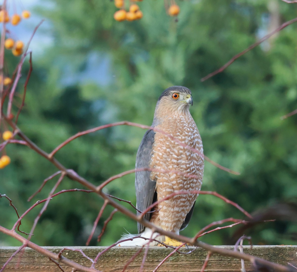 Cooper's Hawk - ML646251539