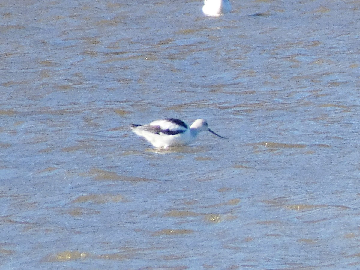 American Avocet - ML646251547