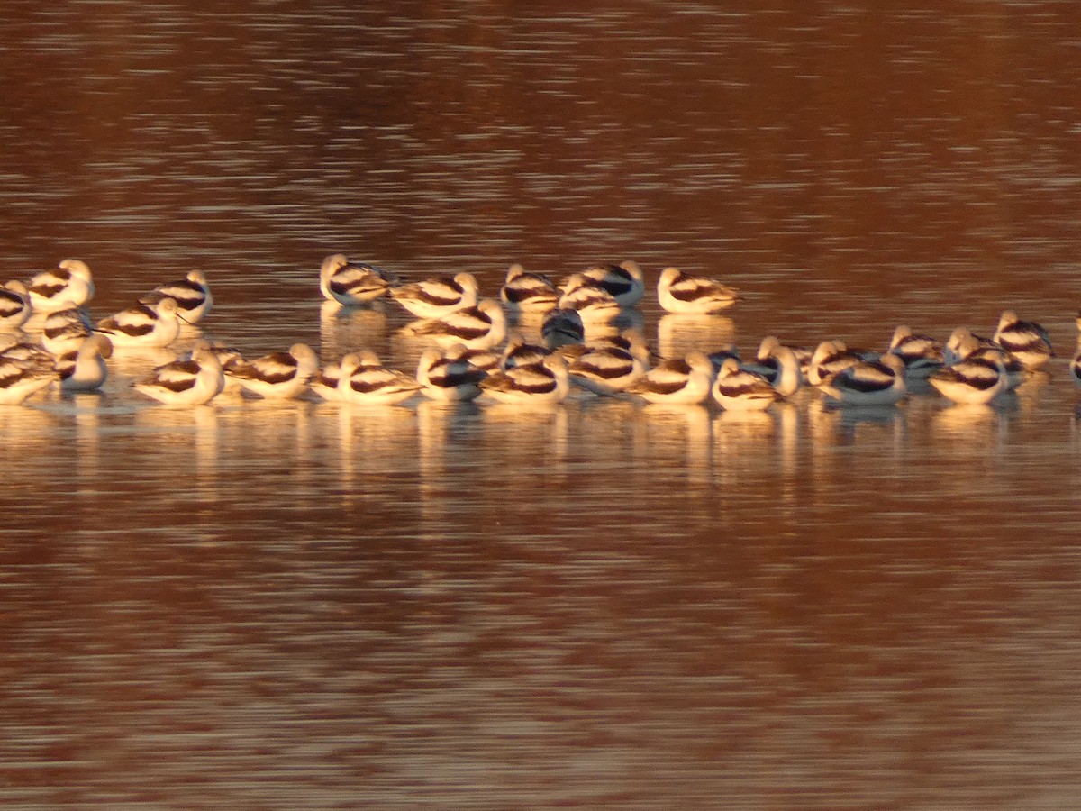 American Avocet - ML646251550
