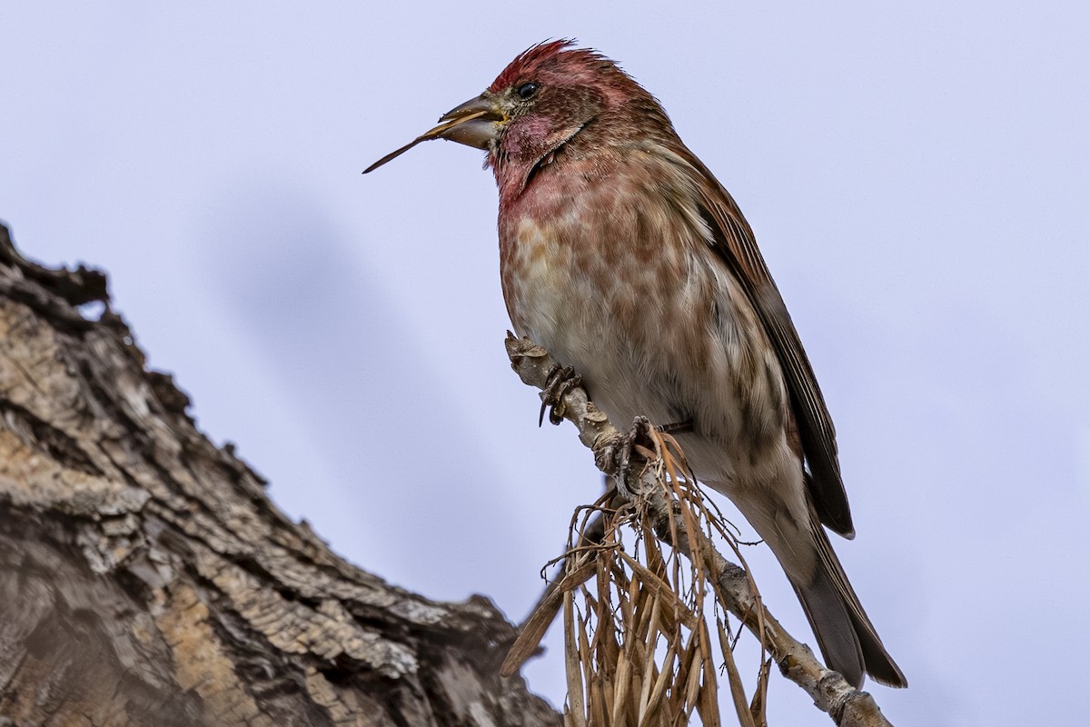 Purple Finch - ML646251552