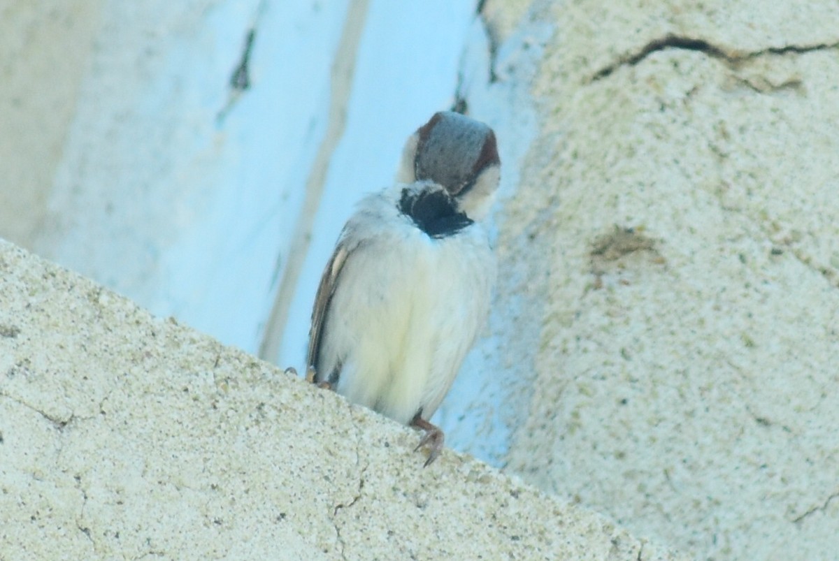 Gorrión Común (grupo domesticus) - ML646251556