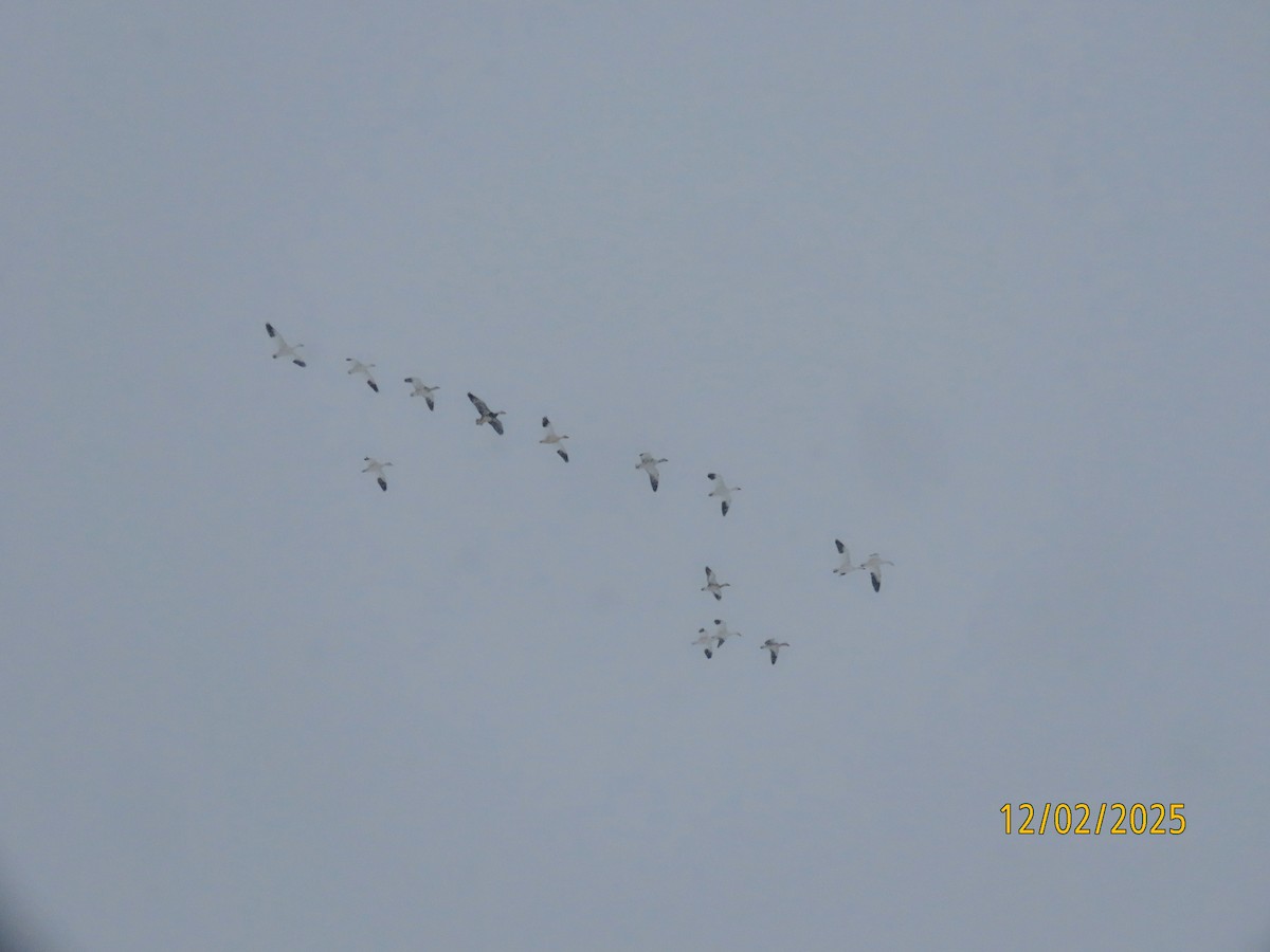 Snow Goose - ML646251565