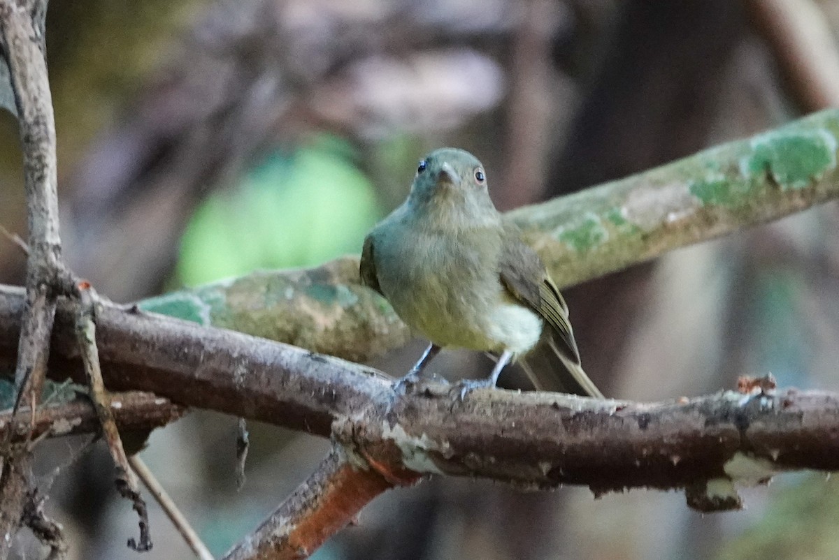 Sulphur-bellied Tyrant-Manakin - ML646251572