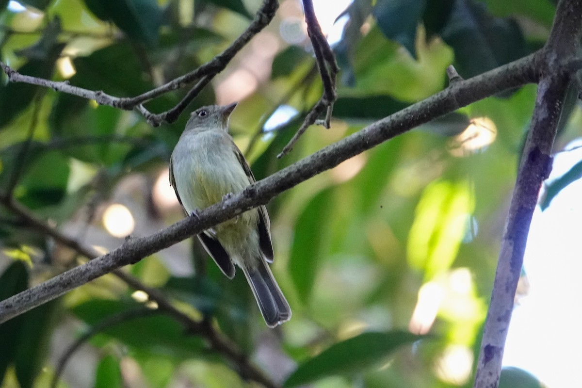 Sulphur-bellied Tyrant-Manakin - ML646251573