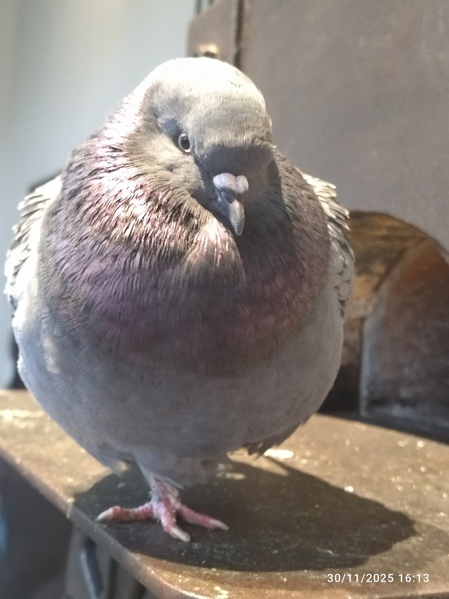 Felsentaube (Straßentaube) - ML646251577