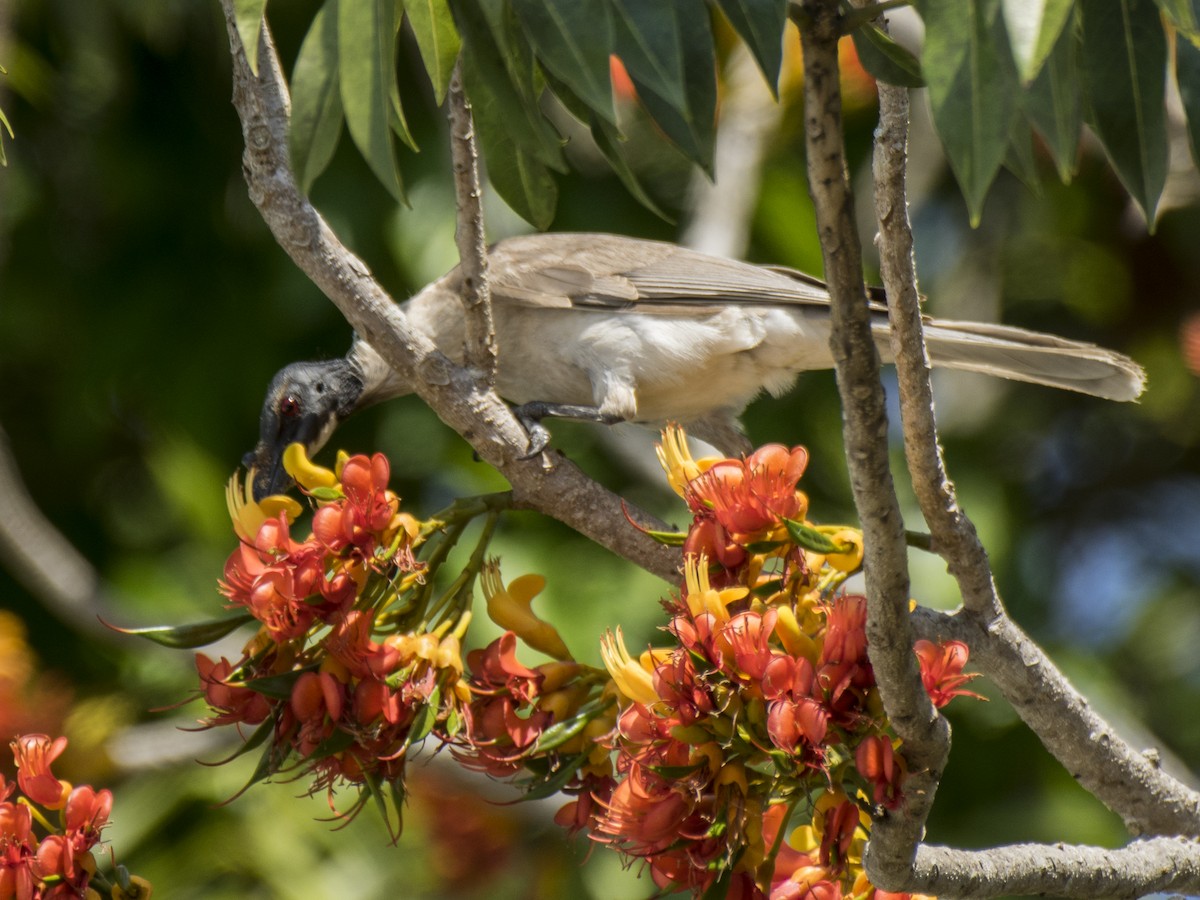 Lärmlederkopf - ML646251579