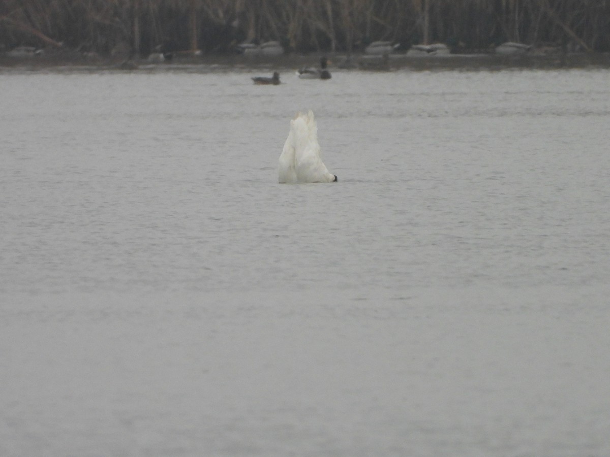 Zwergschwan - ML646251580