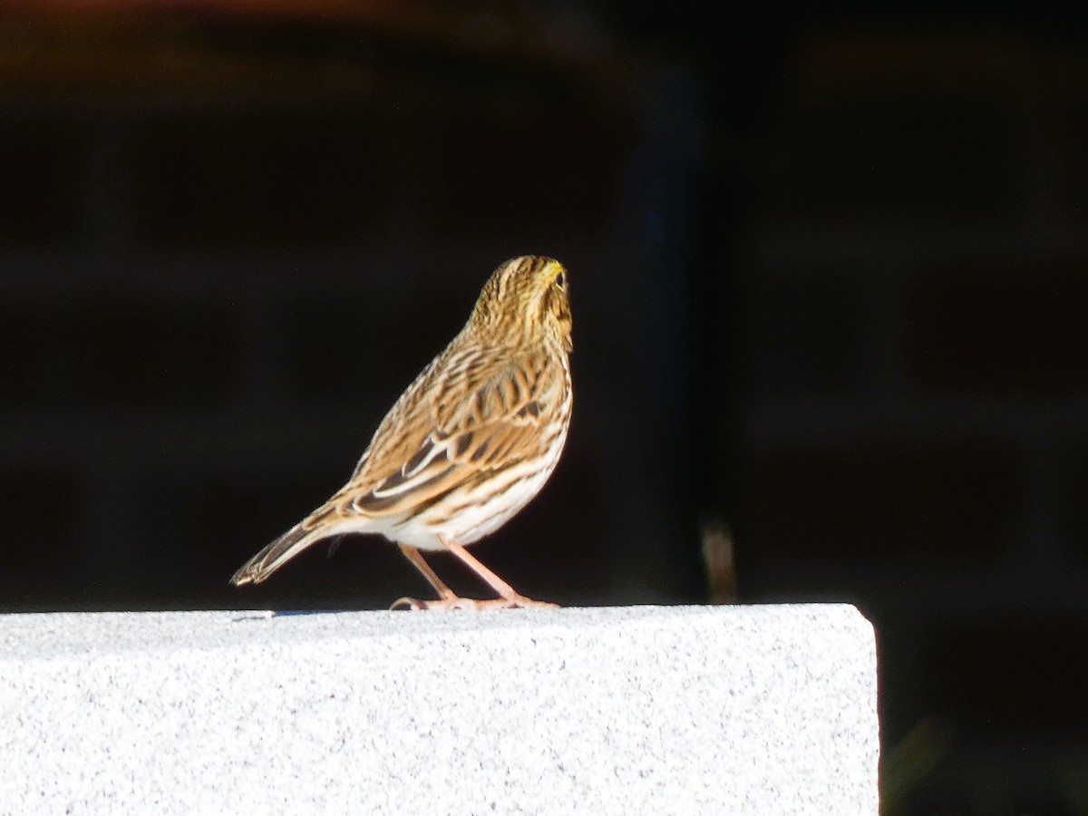 Grasammer - ML646251581