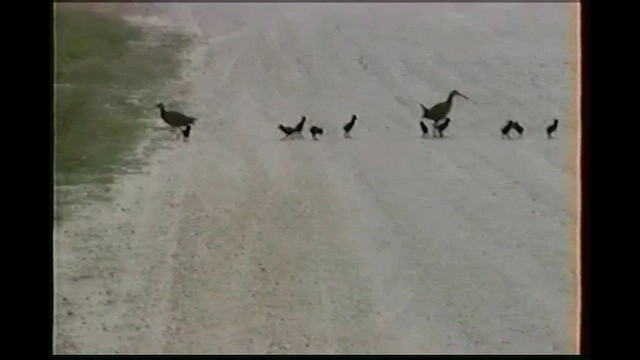 King Rail - ML646251582