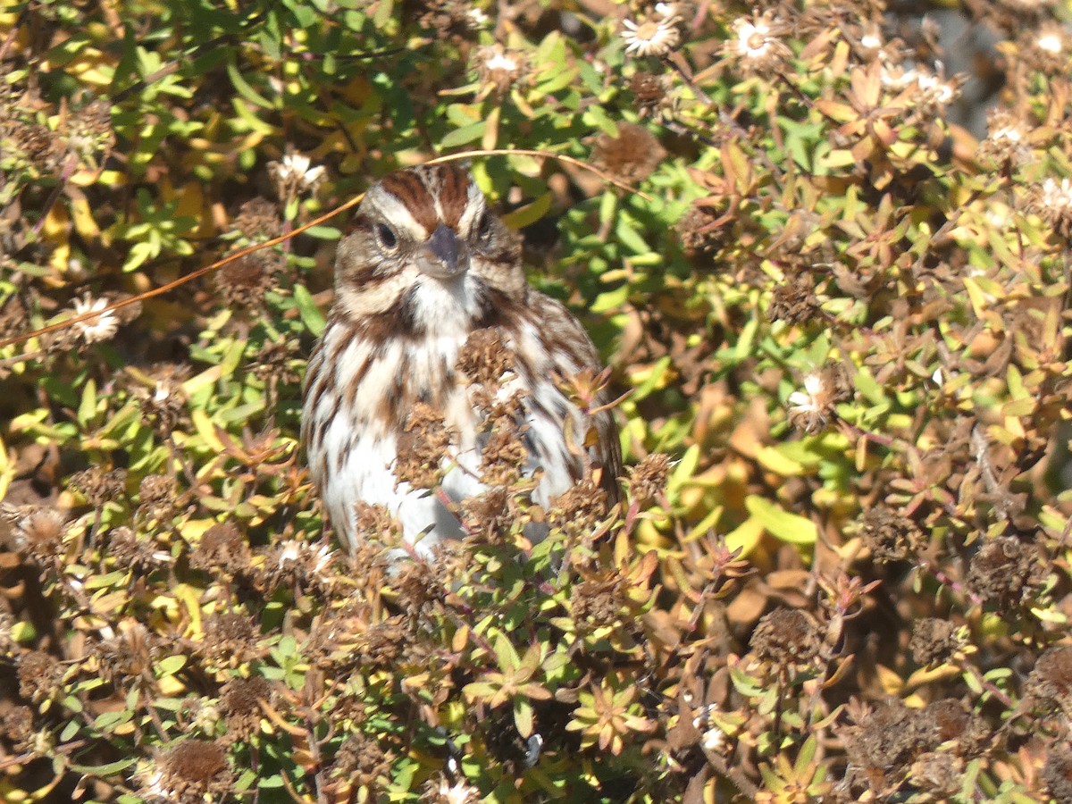 Singammer - ML646251583