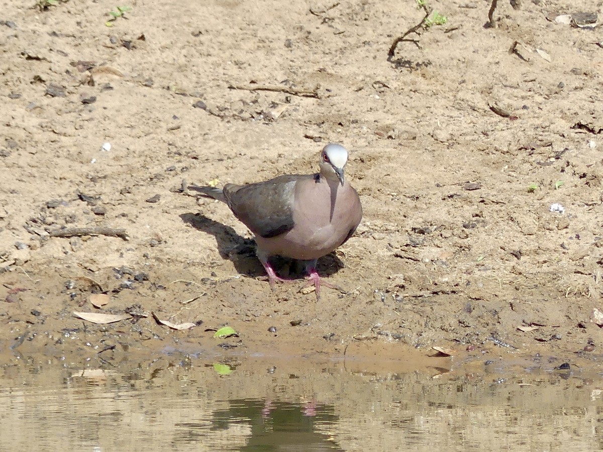 Halbmondtaube - ML646251584