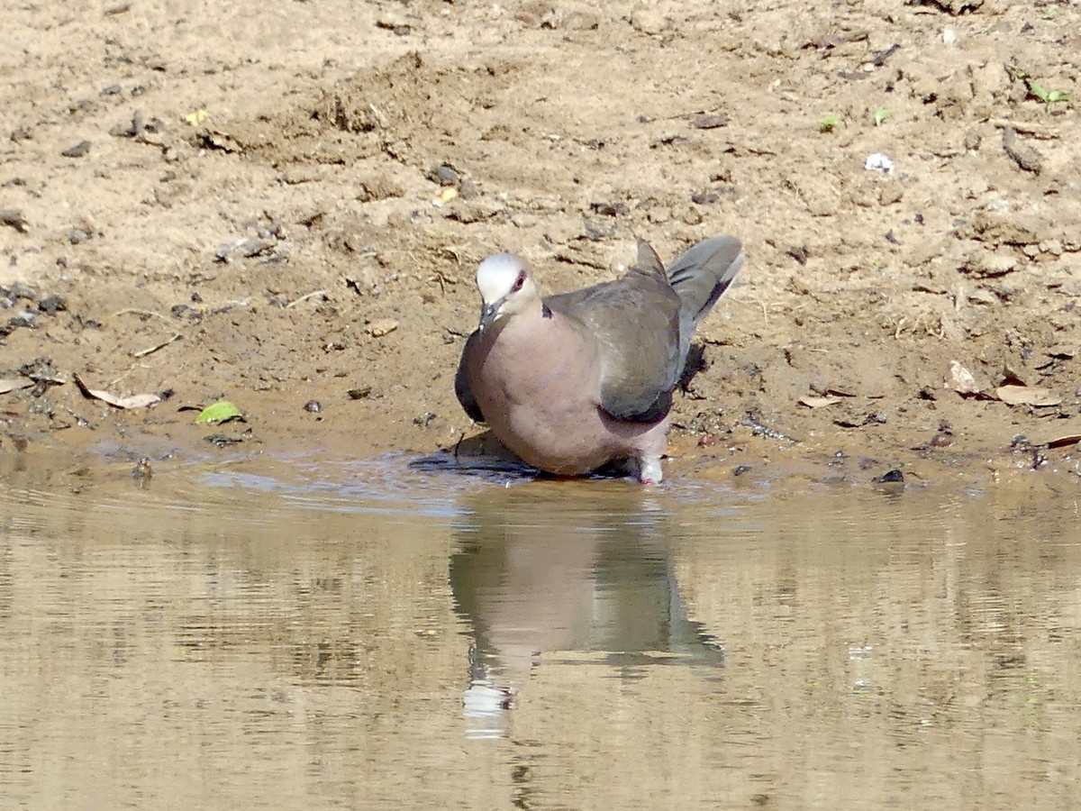 Halbmondtaube - ML646251585