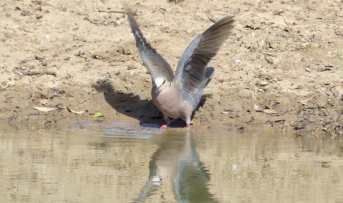 Halbmondtaube - ML646251586