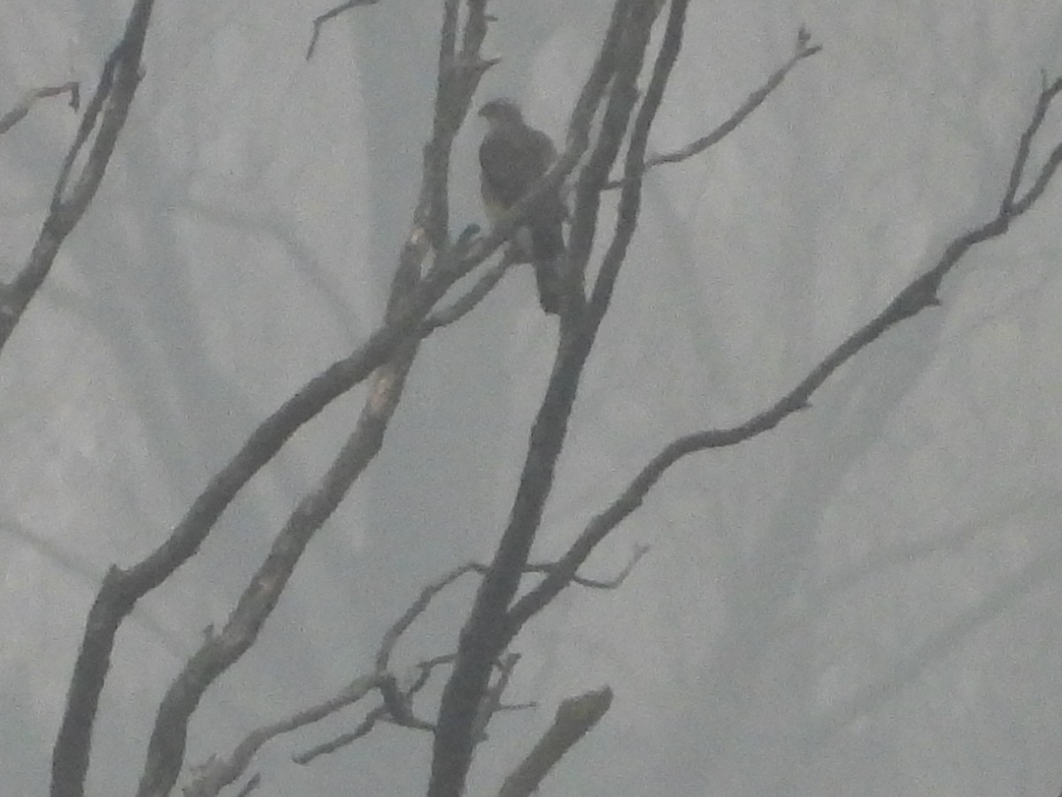 Habicht - ML646251587