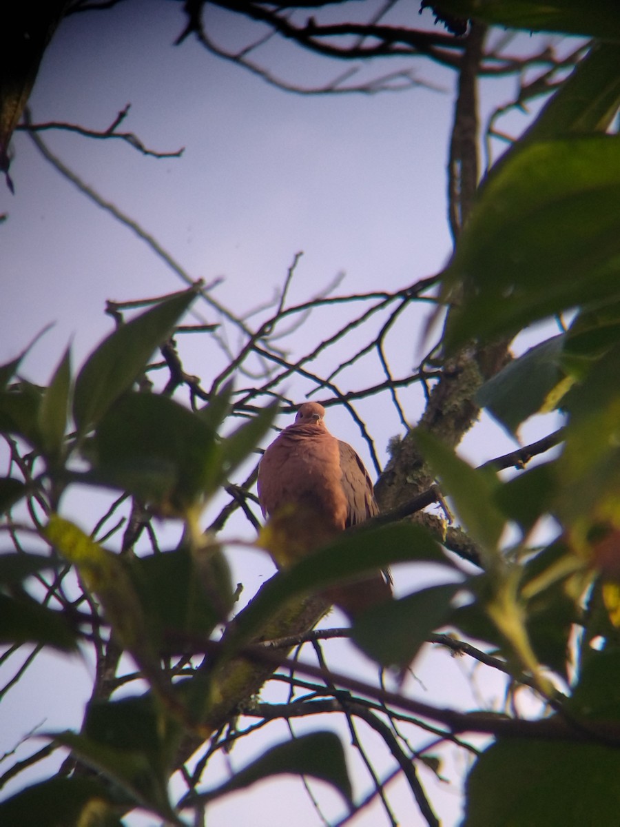 Ohrflecktaube - ML646251588