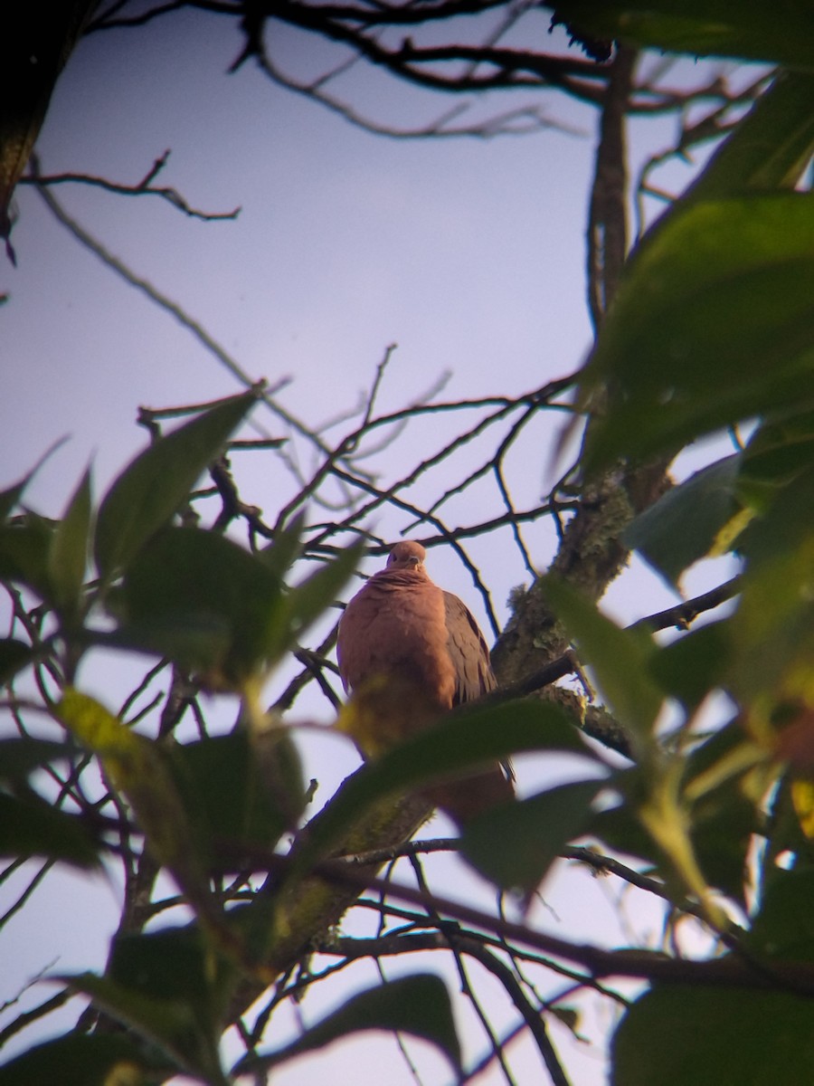 Ohrflecktaube - ML646251589