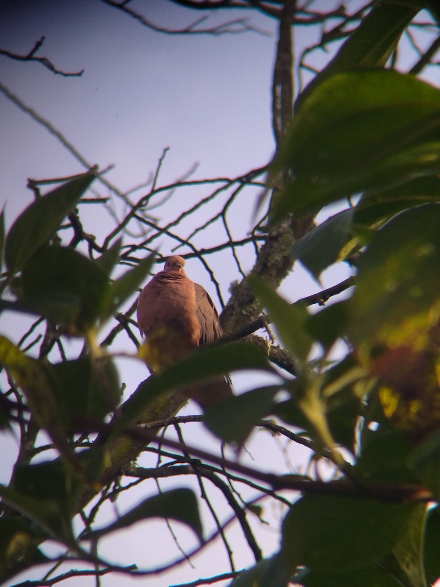 Ohrflecktaube - ML646251590