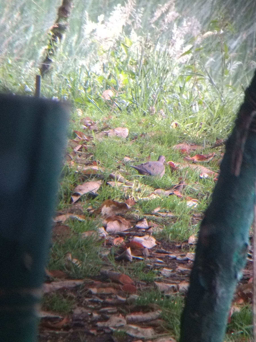 Ohrflecktaube - ML646251591