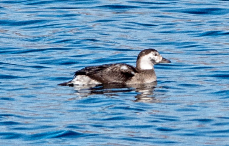 Eisente - ML646251592