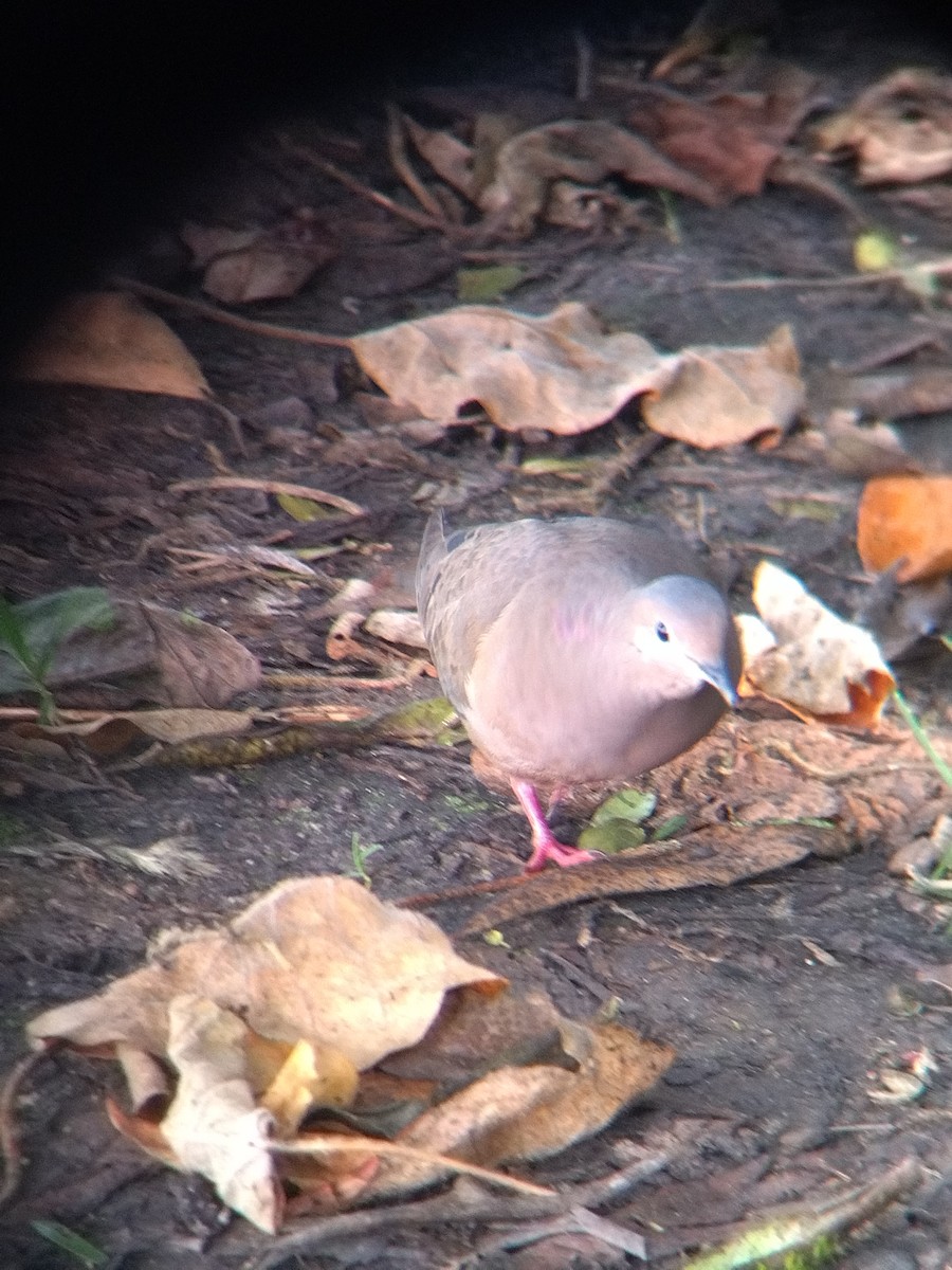 Ohrflecktaube - ML646251593