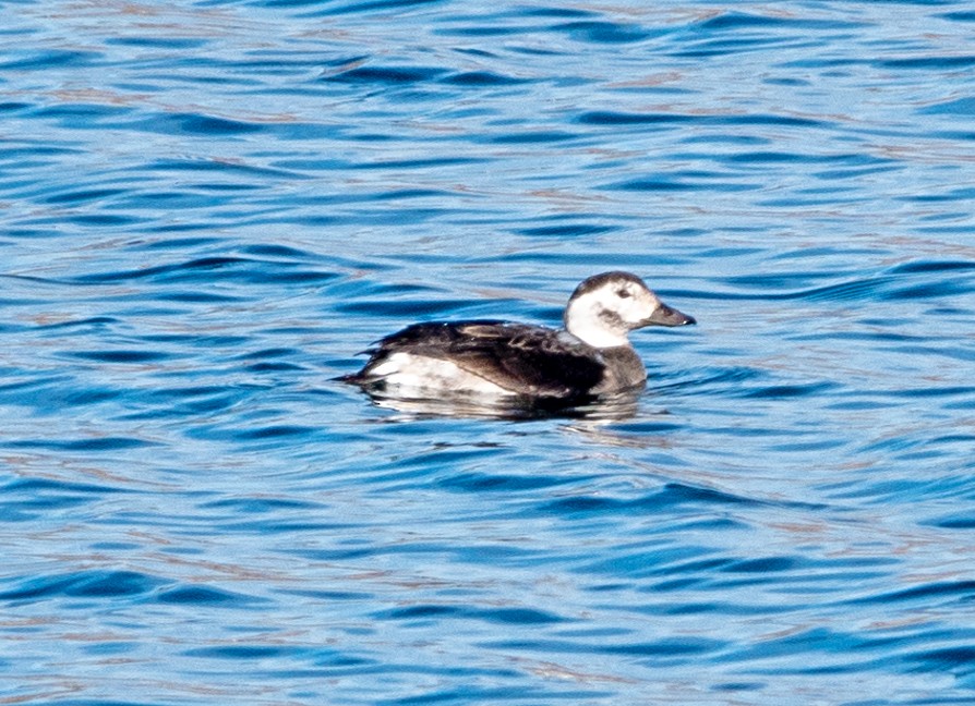 Eisente - ML646251594