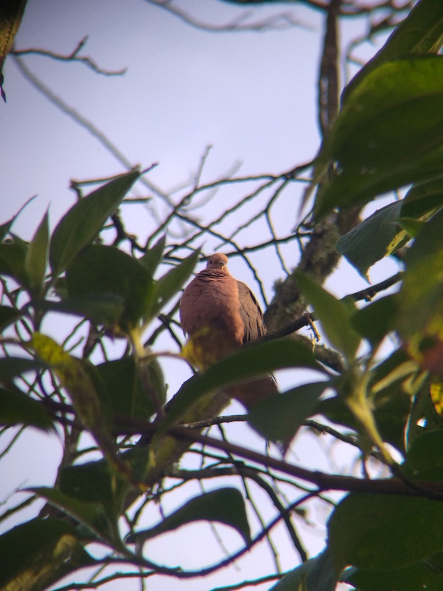 Ohrflecktaube - ML646251596