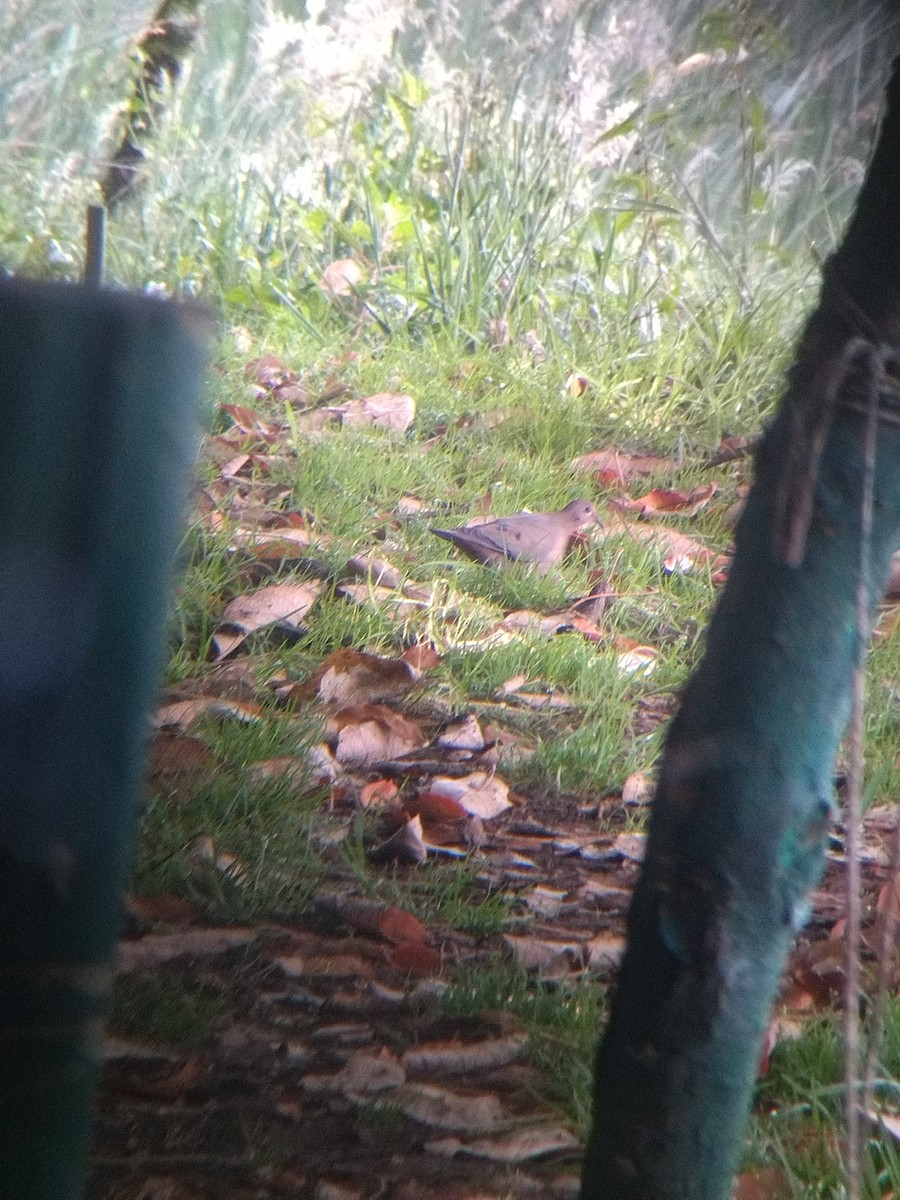 Ohrflecktaube - ML646251597