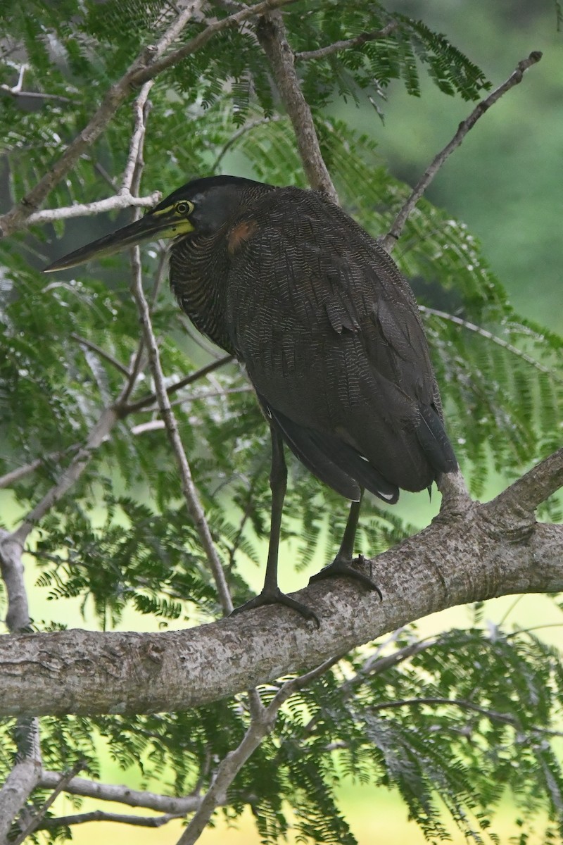 Nacktkehlreiher - ML646251601