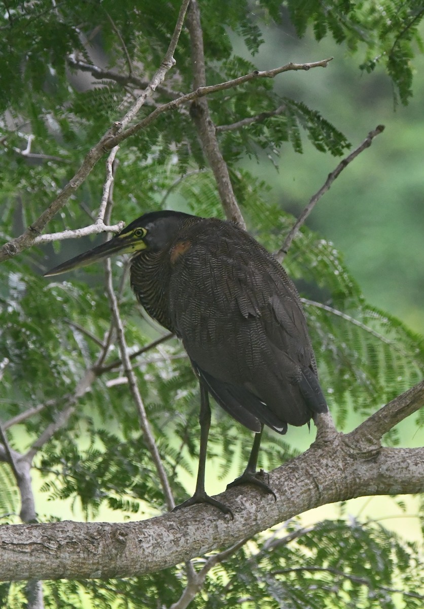 Nacktkehlreiher - ML646251602