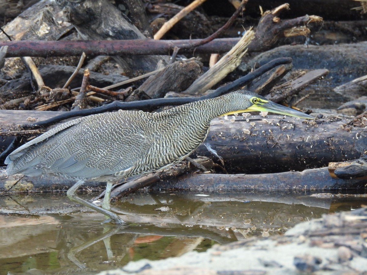 Nacktkehlreiher - ML646251603