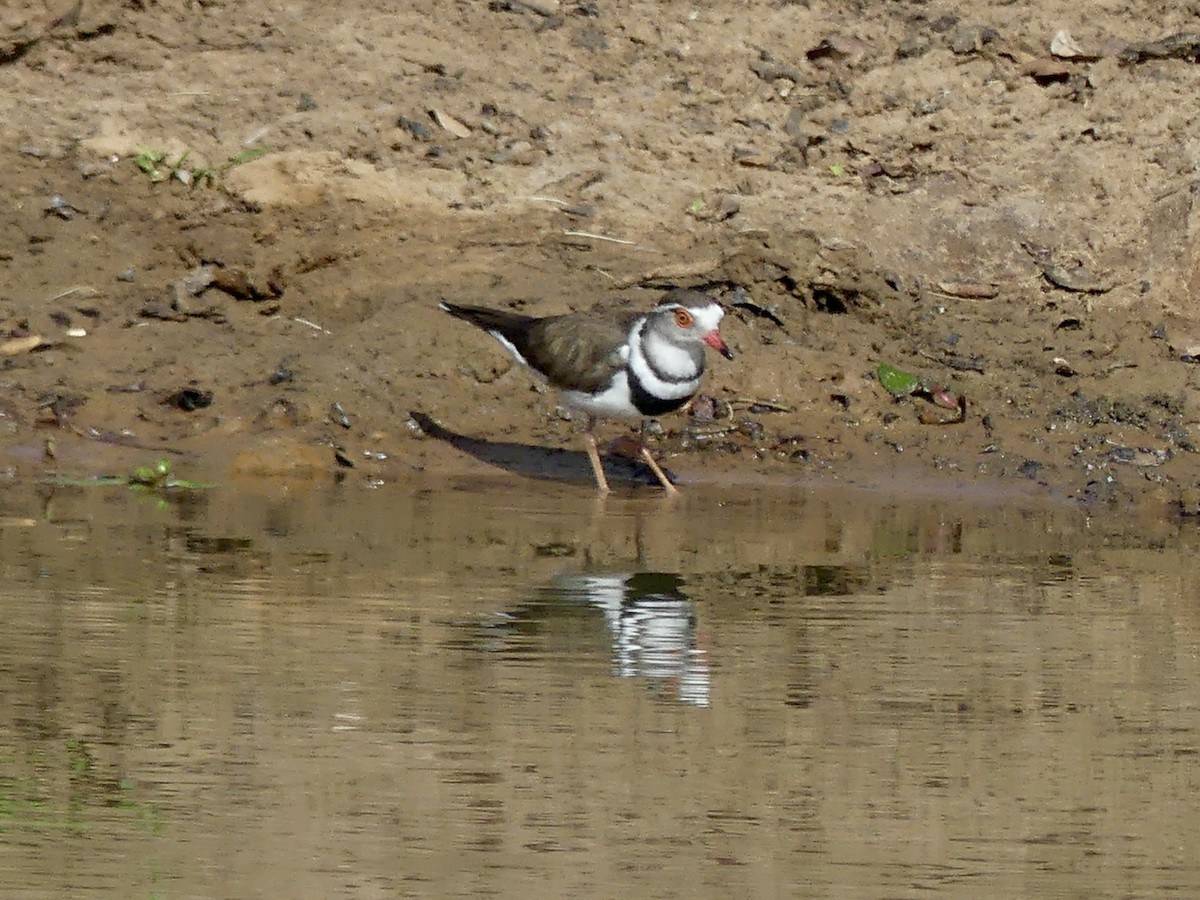Dreiband-Regenpfeifer (tricollaris) - ML646251606