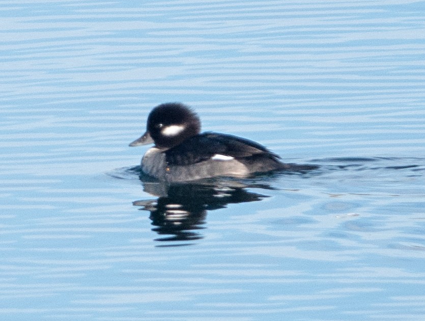 Büffelkopfente - ML646251607