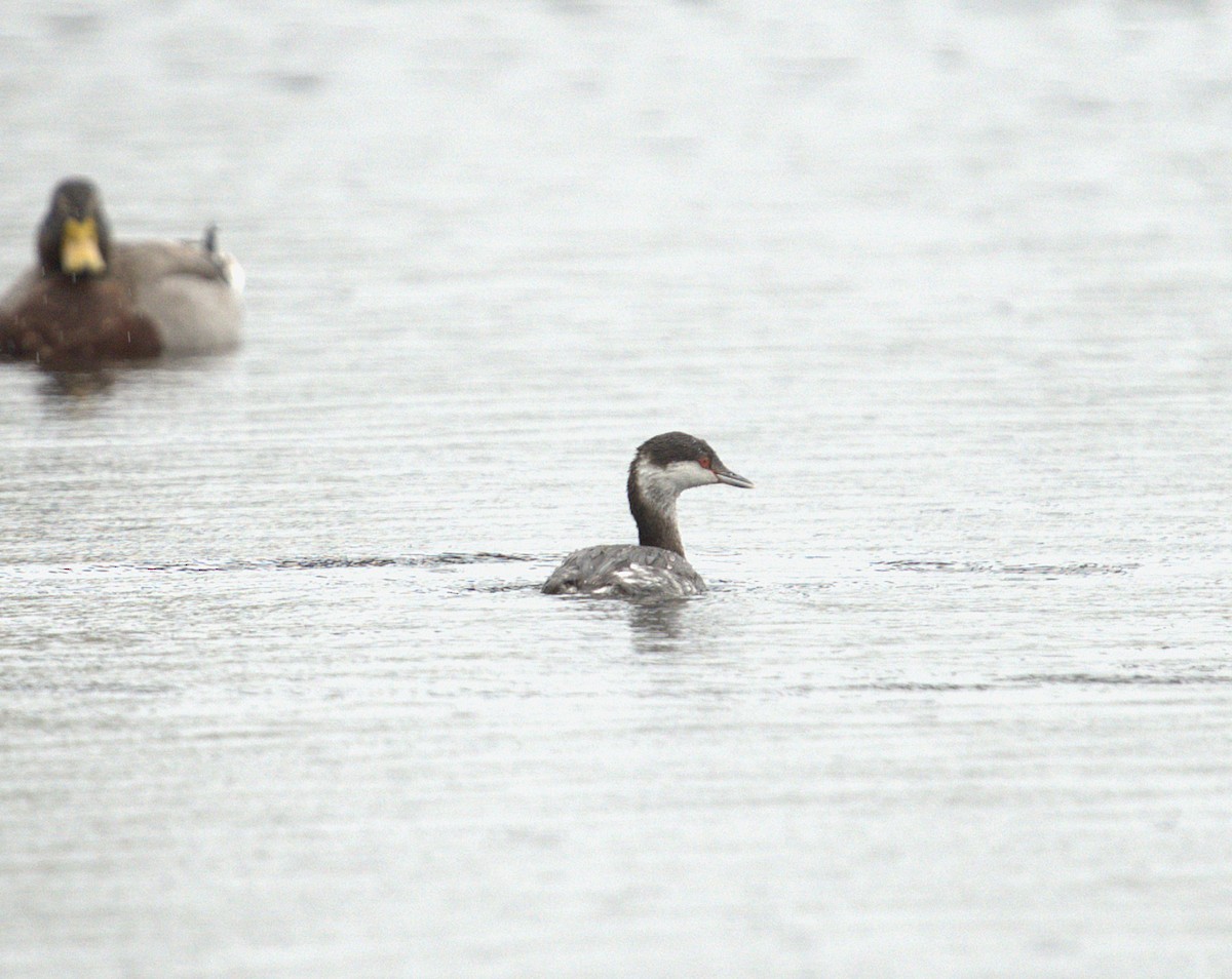 Ohrentaucher - ML646251608