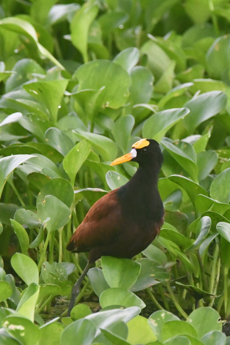 Gelbstirn-Blatthühnchen - ML646251610